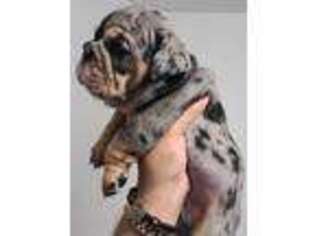 Bulldog Puppy for sale in Porterville, CA, USA