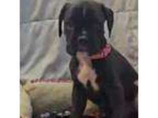 Boxer Puppy for sale in South Beloit, IL, USA