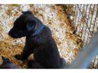 Belgian Malinois Puppy for sale in Noble, OK, USA