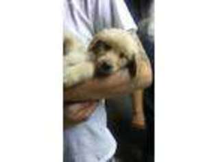 Golden Retriever Puppy for sale in Barker, NY, USA