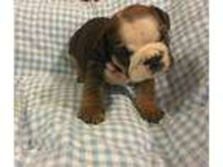 Bulldog Puppy for sale in Saint Joseph, MO, USA