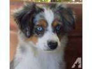 Australian Shepherd Puppy for sale in SACRAMENTO, CA, USA