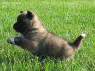Akita Puppy for sale in Glenmoore, PA, USA