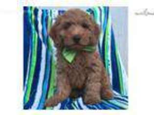 Goldendoodle Puppy for sale in Pequea, PA, USA