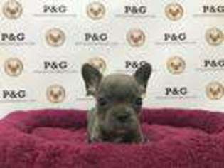 French Bulldog Puppy for sale in Temple City, CA, USA