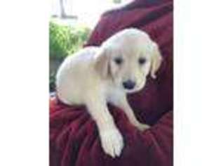 Mutt Puppy for sale in Garden City, MO, USA