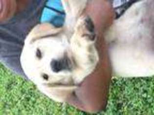 Labrador Retriever Puppy for sale in MYAKKA CITY, FL, USA