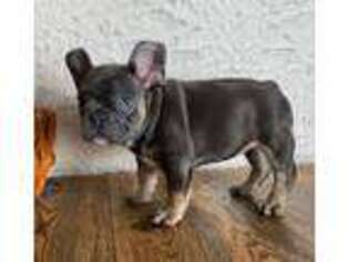 French Bulldog Puppy for sale in East Sparta, OH, USA