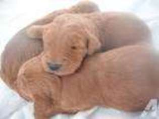 Goldendoodle Puppy for sale in SNOWVILLE, UT, USA