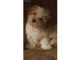 Cavachon Puppy for sale in Sandy Hook, CT, USA
