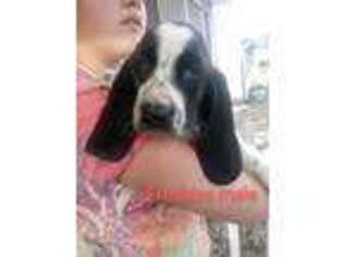 Puppyfinder Com Basset Hound Puppies Puppies For Sale Near Me In North Carolina Usa Page 1 Displays 10