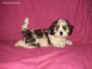 Maltese Puppy for sale in Swartz Creek, MI, USA