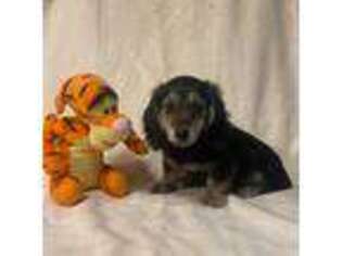 Dachshund Puppy for sale in Waynesboro, VA, USA