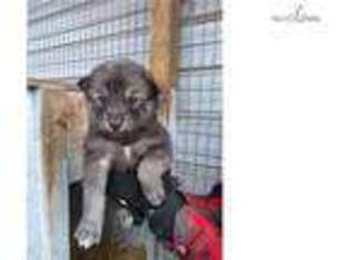 Wolf Hybrid Puppy for sale in Canton, OH, USA