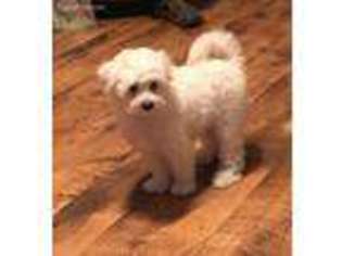 Maltese Puppy for sale in Winnsboro, TX, USA