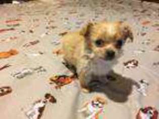 Chihuahua Puppy for sale in Blooming Grove, TX, USA