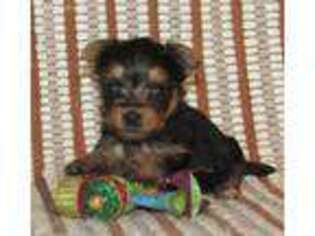 Yorkshire Terrier Puppy for sale in Waverly, NY, USA