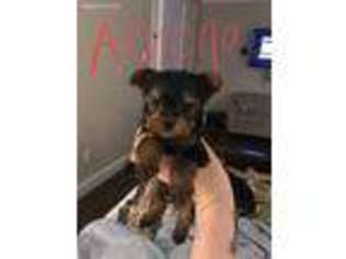 Yorkshire Terrier Puppy for sale in Prosper, TX, USA