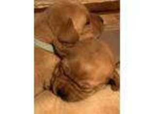 Labrador Retriever Puppy for sale in Niles, MI, USA