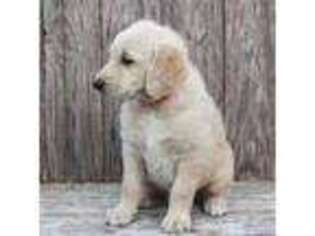 Labradoodle Puppy for sale in Granbury, TX, USA