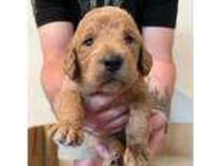 Labradoodle Puppy for sale in Carlsbad, CA, USA