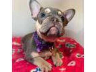 French Bulldog Puppy for sale in Middleton, WI, USA