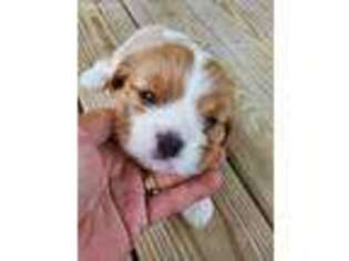 Cavalier King Charles Spaniel Puppy for sale in Corsicana, TX, USA