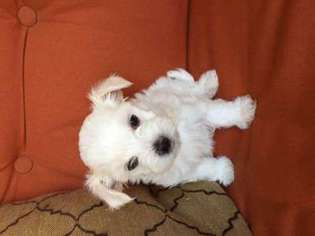 Maltese Puppy for sale in Leesville, LA, USA