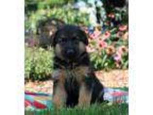 German Shepherd Dog Puppy for sale in Gordonville, PA, USA