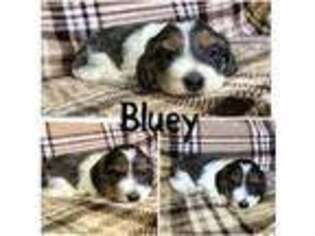 Dachshund Puppy for sale in Artesia, NM, USA