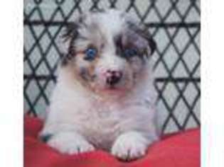 Australian Shepherd Puppy for sale in Port Orange, FL, USA