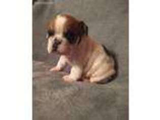 Bulldog Puppy for sale in Waynesville, OH, USA