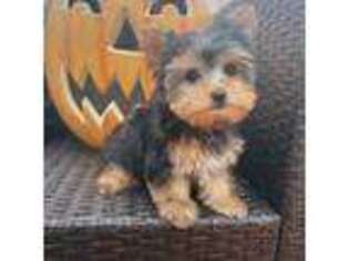 Yorkshire Terrier Puppy for sale in Bethpage, NY, USA