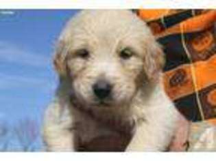 Golden Retriever Puppy for sale in FOWLER, IN, USA