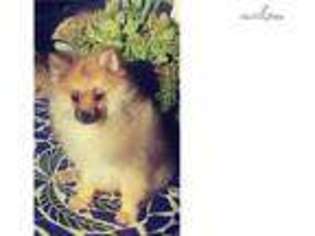 Pomeranian Puppy for sale in San Diego, CA, USA