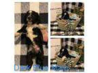 Mutt Puppy for sale in Woodstock, AL, USA