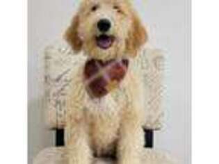 Goldendoodle Puppy for sale in Rock Valley, IA, USA