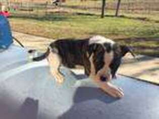 American Bulldog Puppy for sale in Iron City, TN, USA