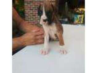 Boxer Puppy for sale in Rockford, IL, USA