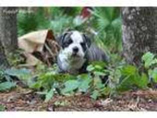 Olde English Bulldogge Puppy for sale in Gainesville, FL, USA