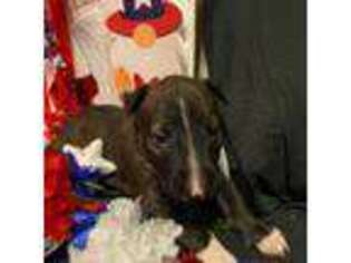 Bull Terrier Puppy for sale in Martinsville, OH, USA