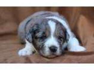 Australian Shepherd Puppy for sale in Weir, MS, USA