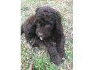 Labradoodle Puppy for sale in Barnesville, GA, USA