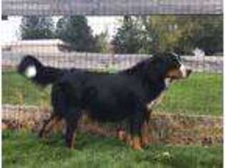 Bernese Mountain Dog Puppy for sale in Mead, WA, USA