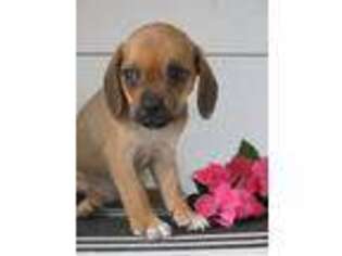 Puggle Puppy for sale in Shade Gap, PA, USA