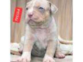 Mutt Puppy for sale in Jonesboro, GA, USA