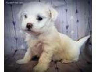 Mutt Puppy for sale in Essex, IL, USA