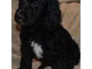 Newfoundland Puppy for sale in Lowville, NY, USA