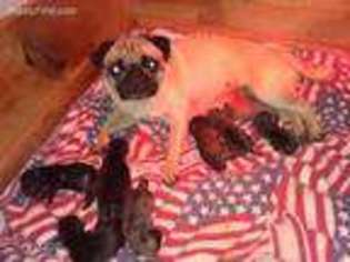 Pug Puppy for sale in Rockvale, CO, USA