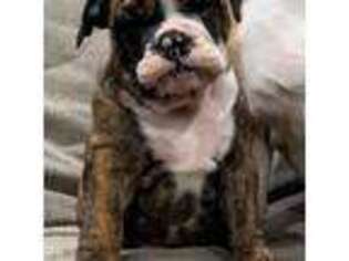 Bulldog Puppy for sale in Scarsdale, NY, USA